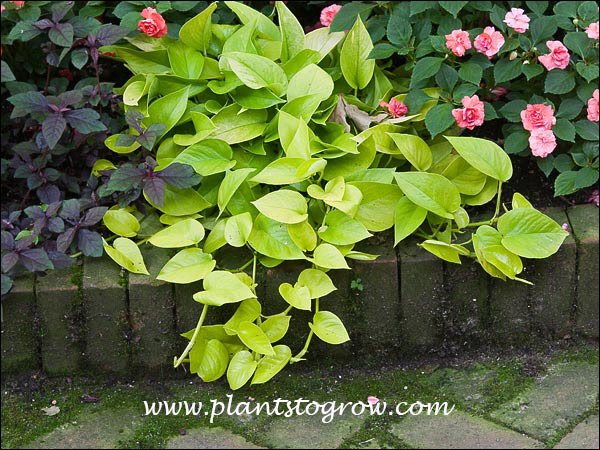 Neon Devils Ivy (Epipremnum aureum)
Used in an outdoor shade garden with Impatient and Iresine.